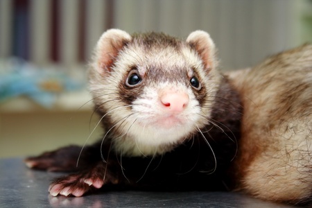 Close-up of ferret on the iron tableの写真素材