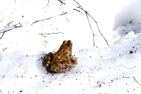 Old frog isolated on snow in springの写真素材