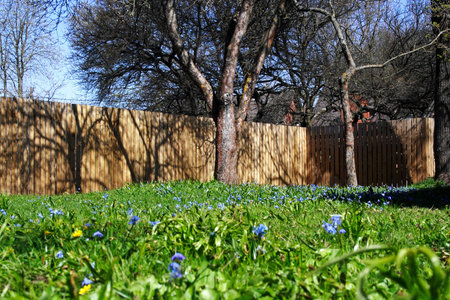 sunny yard in the spring with fense as background