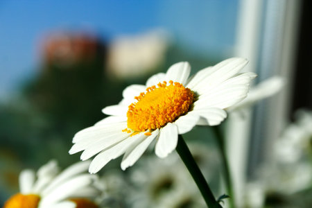Zoomed foto of chamomile head on feculent backgroundの写真素材