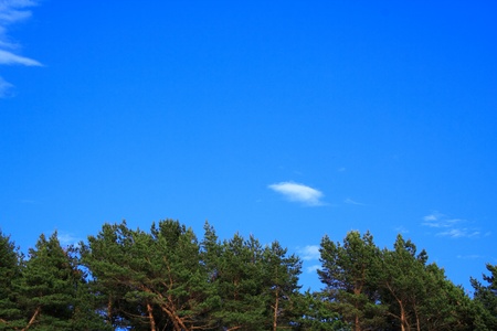 Foto of forest tree tops on blue skyの写真素材
