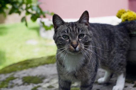 Foto of mature spotted cat watching on photographの写真素材