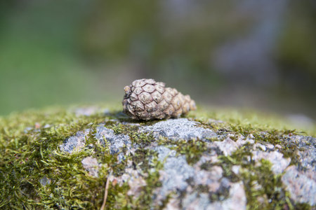 Isolated cone laying on stony piece of land