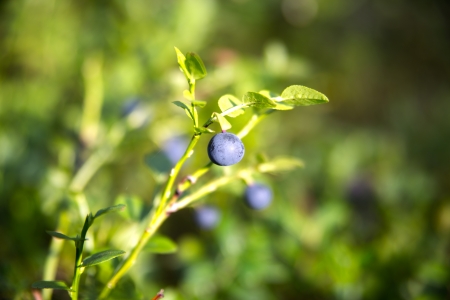 Zoomed blueberries on its plant in marshy forestの写真素材