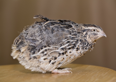Young quail head is placed at table topの写真素材