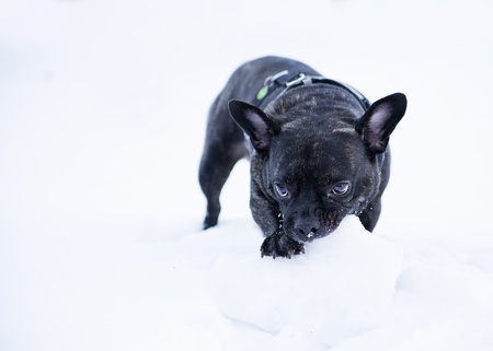 French buldog dog puppet bite white snow  ballの写真素材