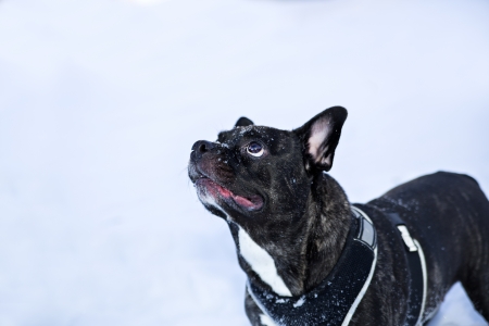 French buldog dog puppet wait for  master ordersの写真素材