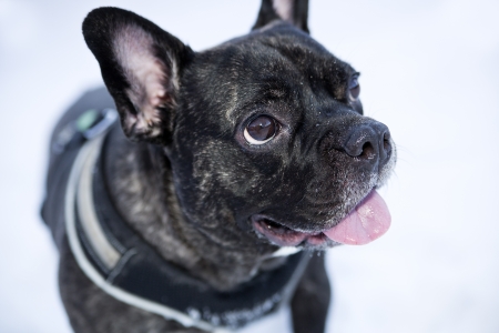 Zoomed french buldog dog puppet calm look faceの写真素材