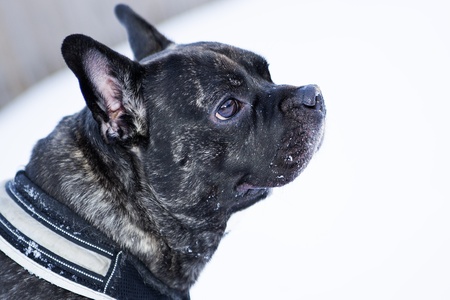 French buldog dog puppet listening carefully any noiseの写真素材