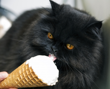Black male cat with serious look lick icecreamの写真素材