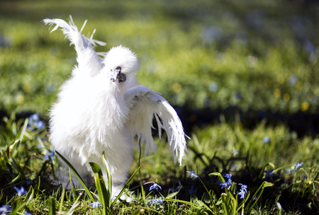 White feathered hen recovers after fightの写真素材