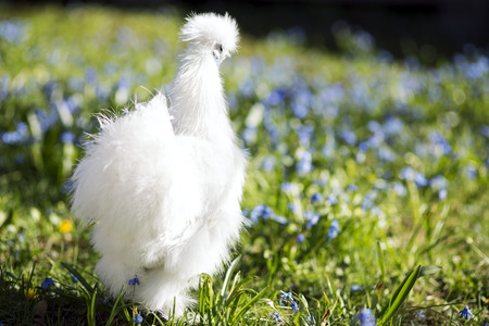 Chicken staring at the flowersの写真素材