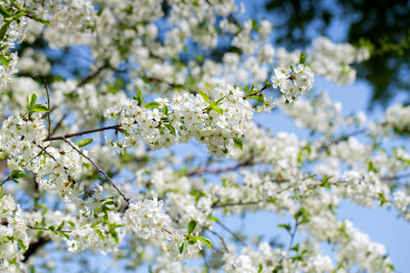 Blooming apple tree branches at blye sky background
