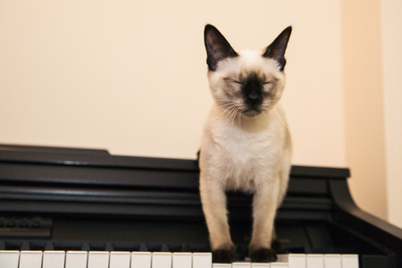 Kitten put its paws on the pianoの写真素材