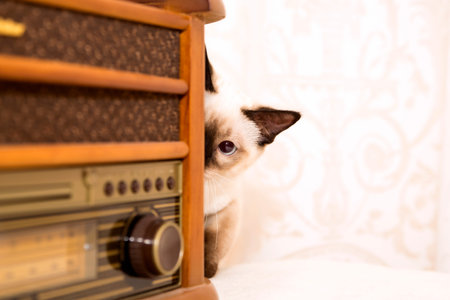 Small cat hiding behind the vynil playerの写真素材