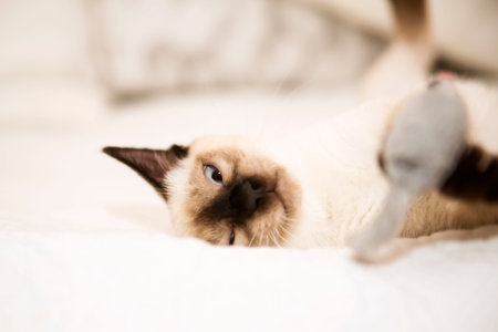 Playful little pussycat on the white backgroundの写真素材