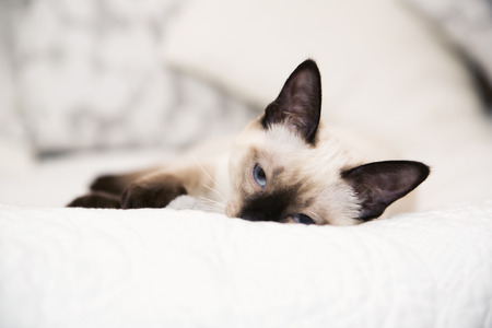 Kitten falling asleep on the white blanketの写真素材