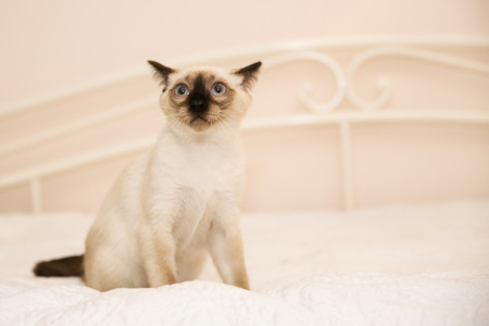 Monkey looking cat got afraid of somethingの写真素材