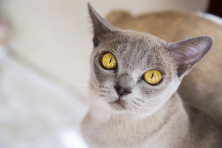 Close-up portrait of cat with grey furの写真素材