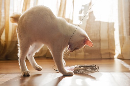 White kitten is playing with the toyの写真素材