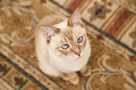 Beige Mekong cat on the soft carpetの写真素材