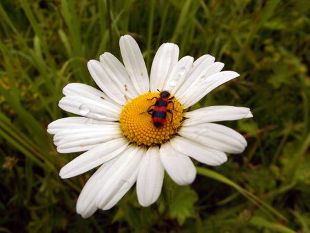 bug on daisywheelの写真素材