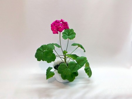 flower in potの写真素材