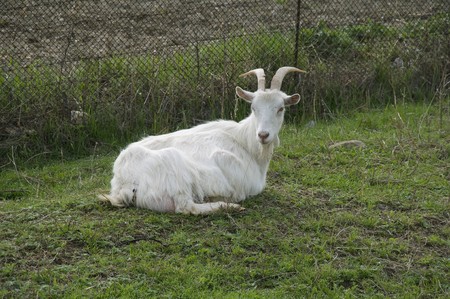 nanny goat with horn rests upon green herbの写真素材