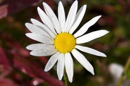 daisy on a background of red and greenの写真素材