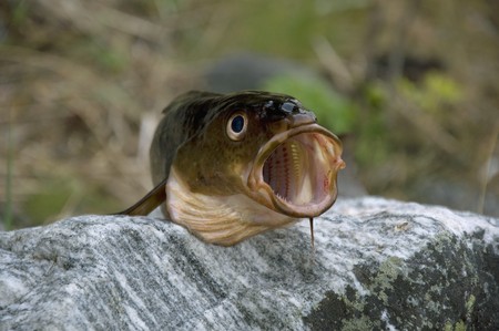 fish with an open mouth lying on a rockの写真素材