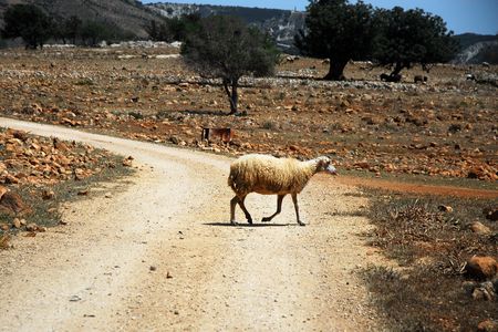 sheepの写真素材