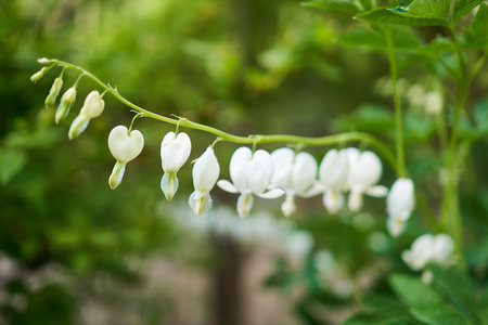 A closeup of white dicentra with its leaves lined up in a row with green leaves and trees in the background in Pyunggang Botanical Garden in Pocheon, South Koreaの写真素材