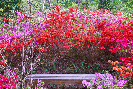 A bench surrounded by a bunch of red and violet royal azalea in a secluded place in Pyunggang Botanical Garden in Pocheon, South Koreaの写真素材
