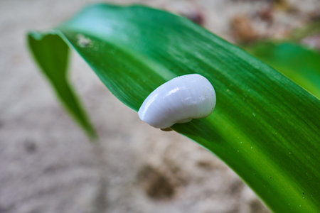 A snail hidden in a white shell on a green leaf on the Maldives island.