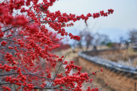Winter tree with red berries and  traditional Korean wall topped with kiwa in the background at...