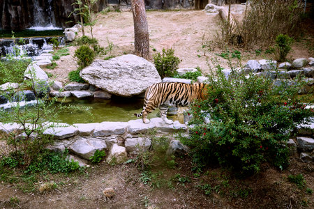 A shy tiger hiding behind the bushes at a zoo.