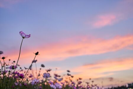 A sunset view of the sky and cosmos field at Jechun, South Korea.の写真素材