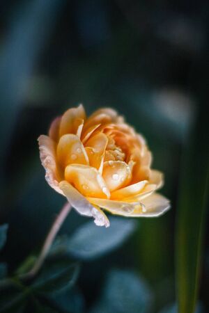 Beautiful bush of yellow roses in a spring garden. Rose garden.の写真素材