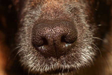 dog nose macro close up detailの写真素材