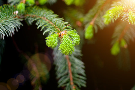 Pine tree branches selective focus with sunlight, merry christmas background conceptの写真素材