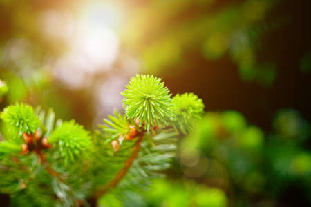 Pine tree branches selective focus with sunlight, merry christmas background conceptの写真素材