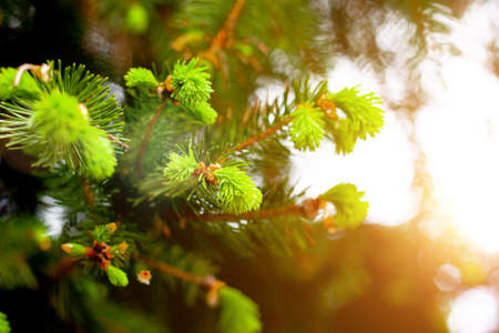 Pine tree branches selective focus with sunlight, merry christmas background conceptの写真素材