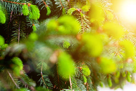 Pine tree branches selective focus with sunlight, merry christmas background conceptの写真素材