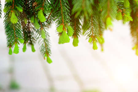 Pine tree branches selective focus with sunlight, merry christmas background conceptの写真素材