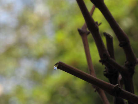 Raindropの写真素材