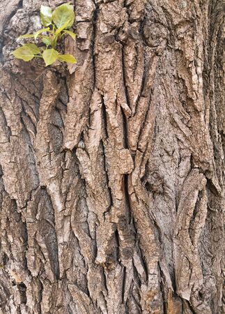 Embossed texture of a tree trunk with a green spot in the upper left cornerの写真素材