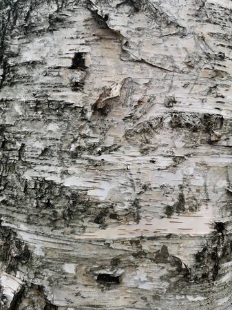 Birch bark textureの写真素材
