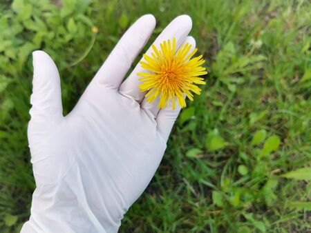 A hand in a white glove holds a yellow dandelion on a background of green grass. Virus and Spring Protection Concept. Image with selective focusの写真素材