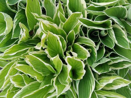 Closeup of thick green leaves with a white border. Flowerbed decoration and landscaping. Plant: Hosta (Funkia, plantain lilies).の写真素材