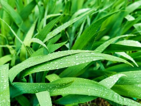 Grass after the rain. Closeup of raindrops on the sheets of a plant. Juicy colors. Image with selective focusの写真素材